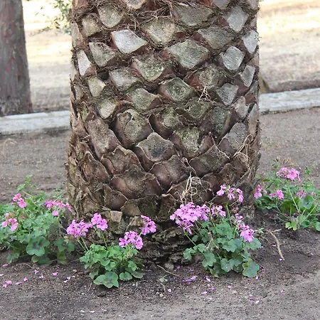 A Domo Olbia