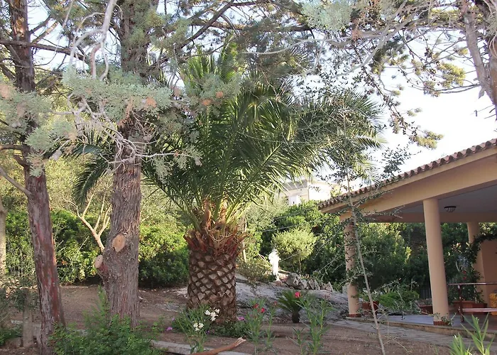 A Domo * אולביה