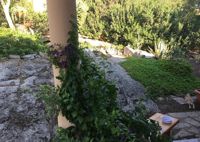 A Domo * אולביה